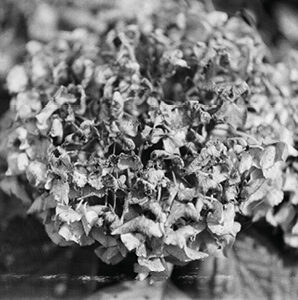 Hydrangea